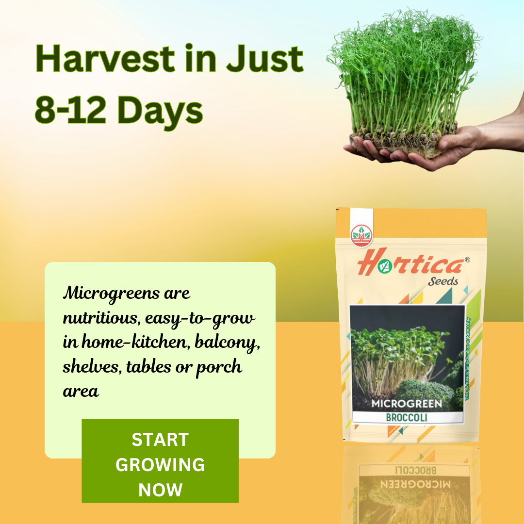 Microgreen Broccoli
