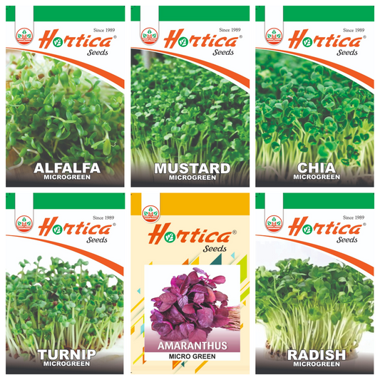Microgreen Seeds Pack of 6 (Alfalfa, Turnip, Chia, Mustard, Radish, Amaranthus Red)