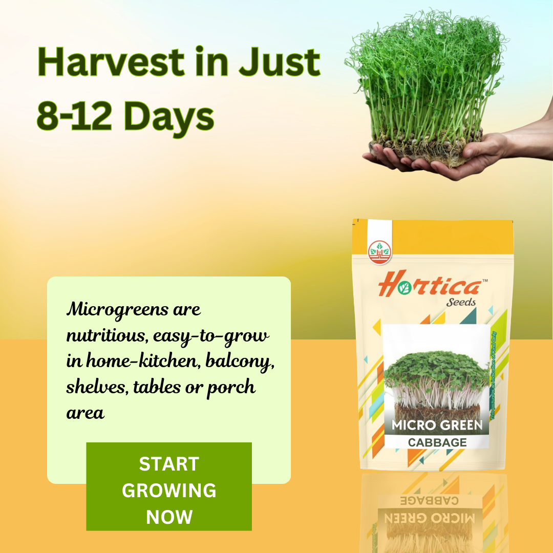 Microgreen Cabbage