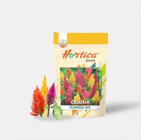 Celosia Plumosa Mix