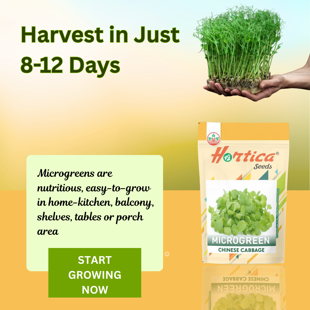 Microgreen Chinese Cabbage