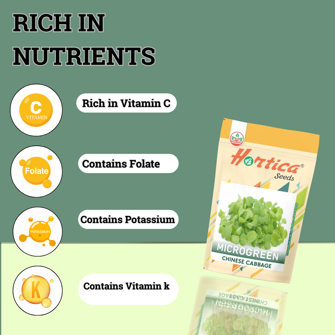 Microgreen Chinese Cabbage