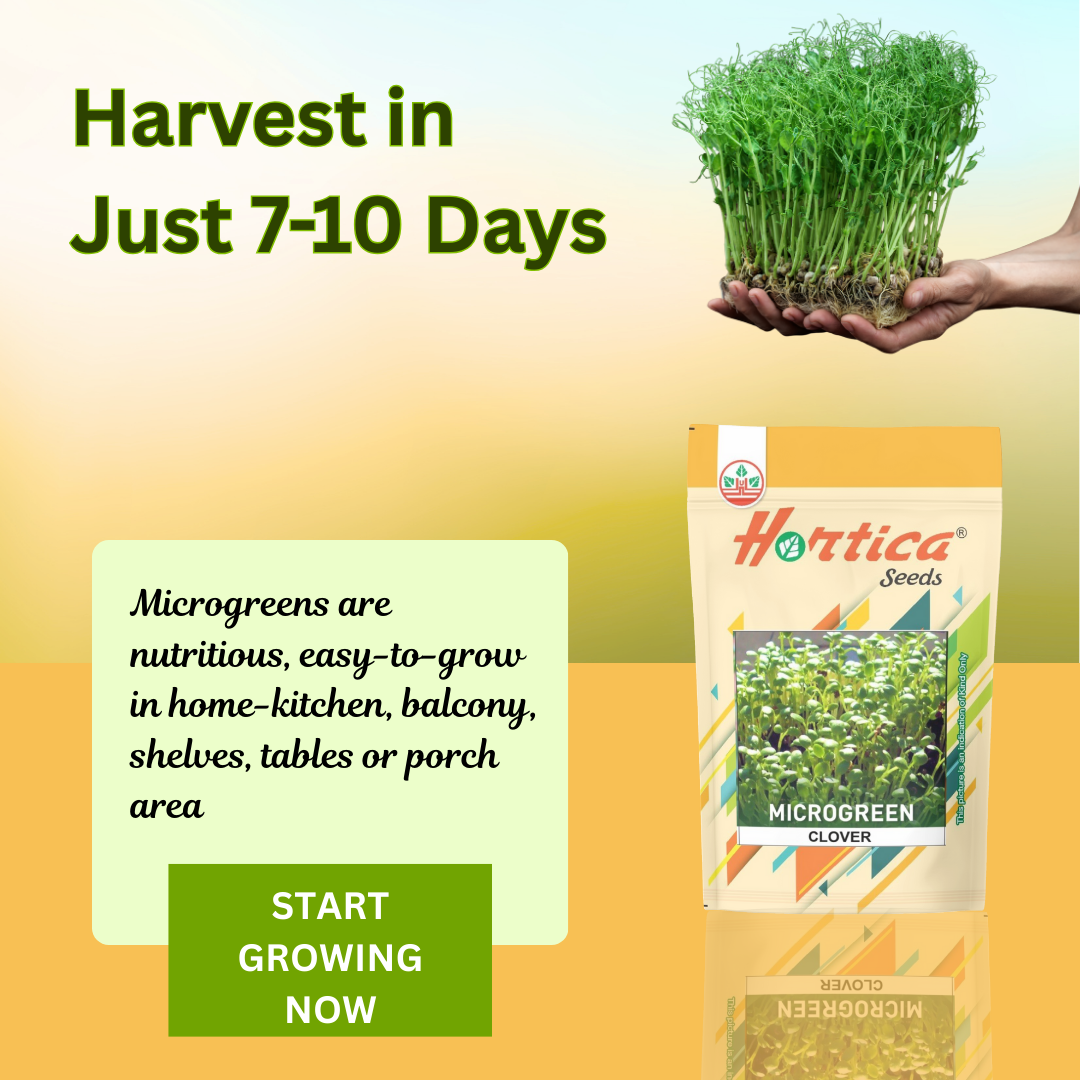 Microgreen Clover
