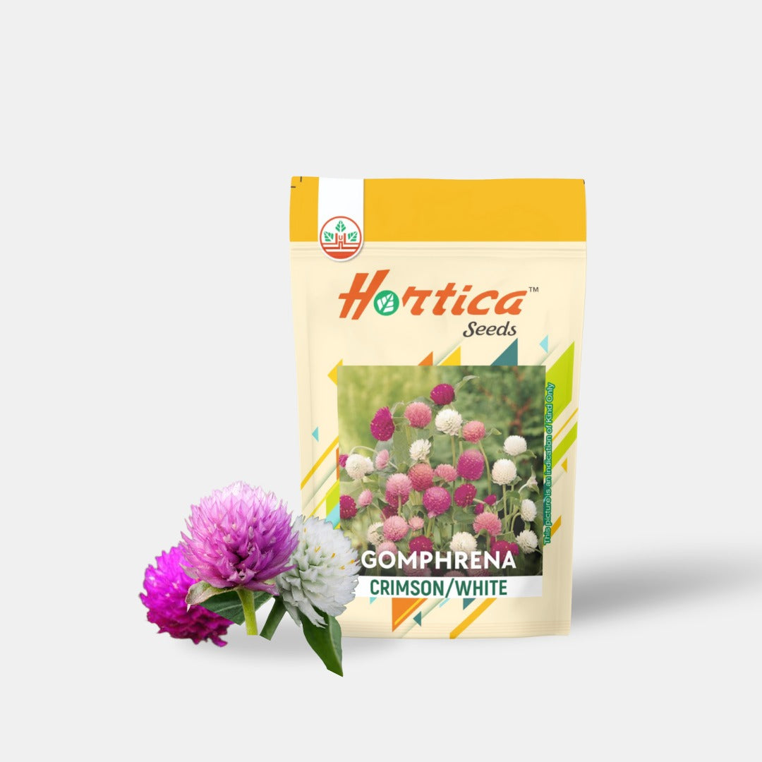Gomphrena