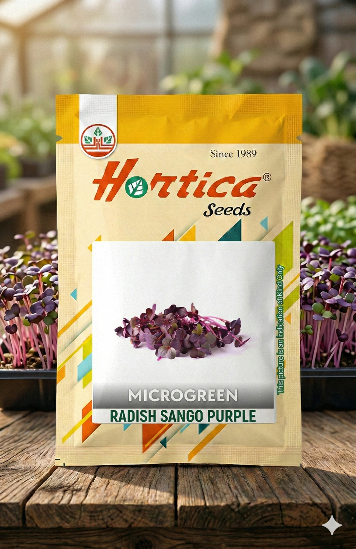 Radish Sango Purple Microgreen
