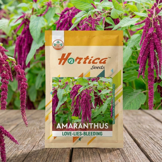 Amaranthus Love-Lies Bleeding