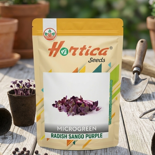Radish Sango Purple Microgreen Seeds
