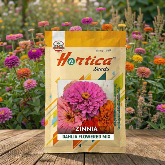 Zinnia Dahlia Flowered Mix