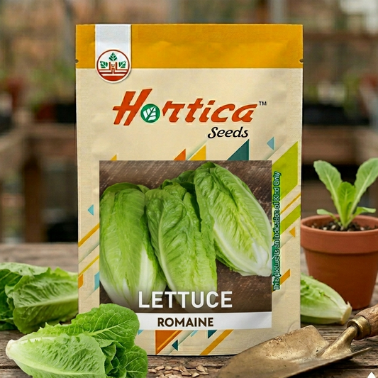 Lettuce Romaine Seeds