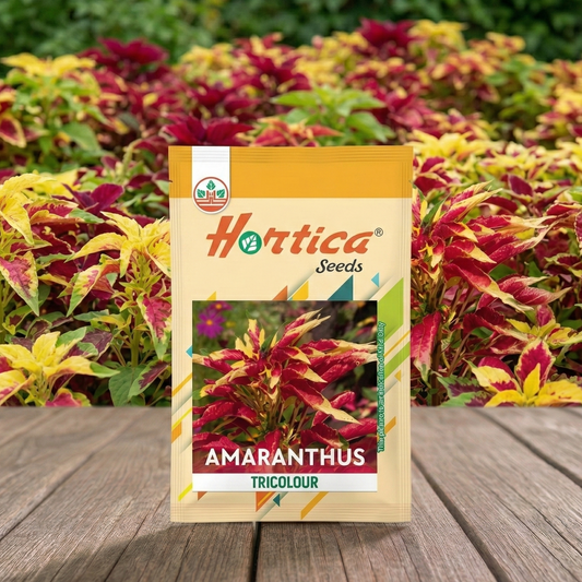 Amaranthus Tricolour Molten Lava