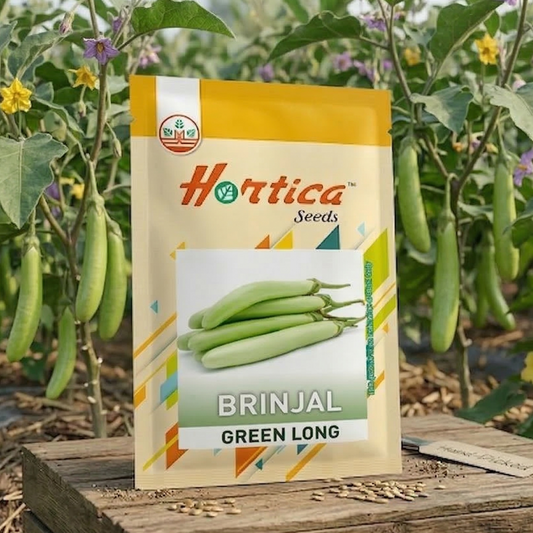 Brinjal Green Long