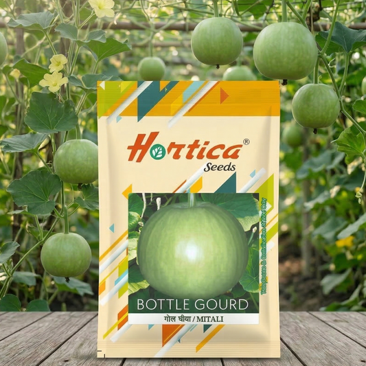 Round Bottle Gourd (Gol Lauki)