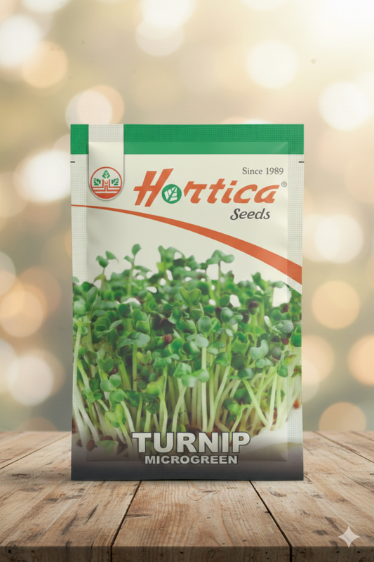 Turnip Microgreen