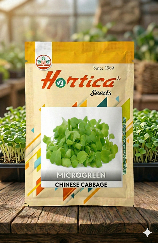 Microgreen Chinese Cabbage