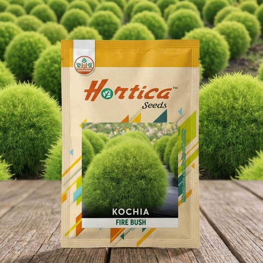 Kochia Firebush