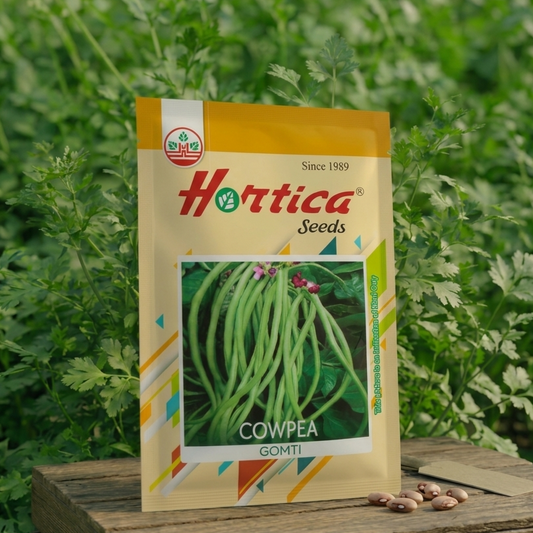 Cowpea / Lobia Beans