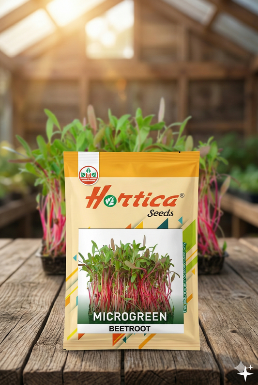 Microgreen Beetroot