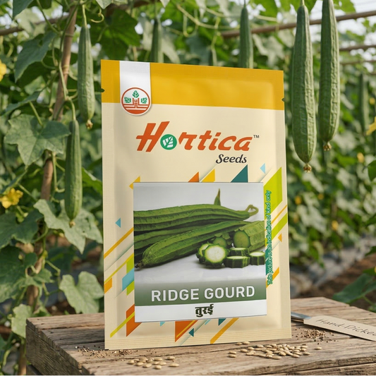 Ridge Gourd