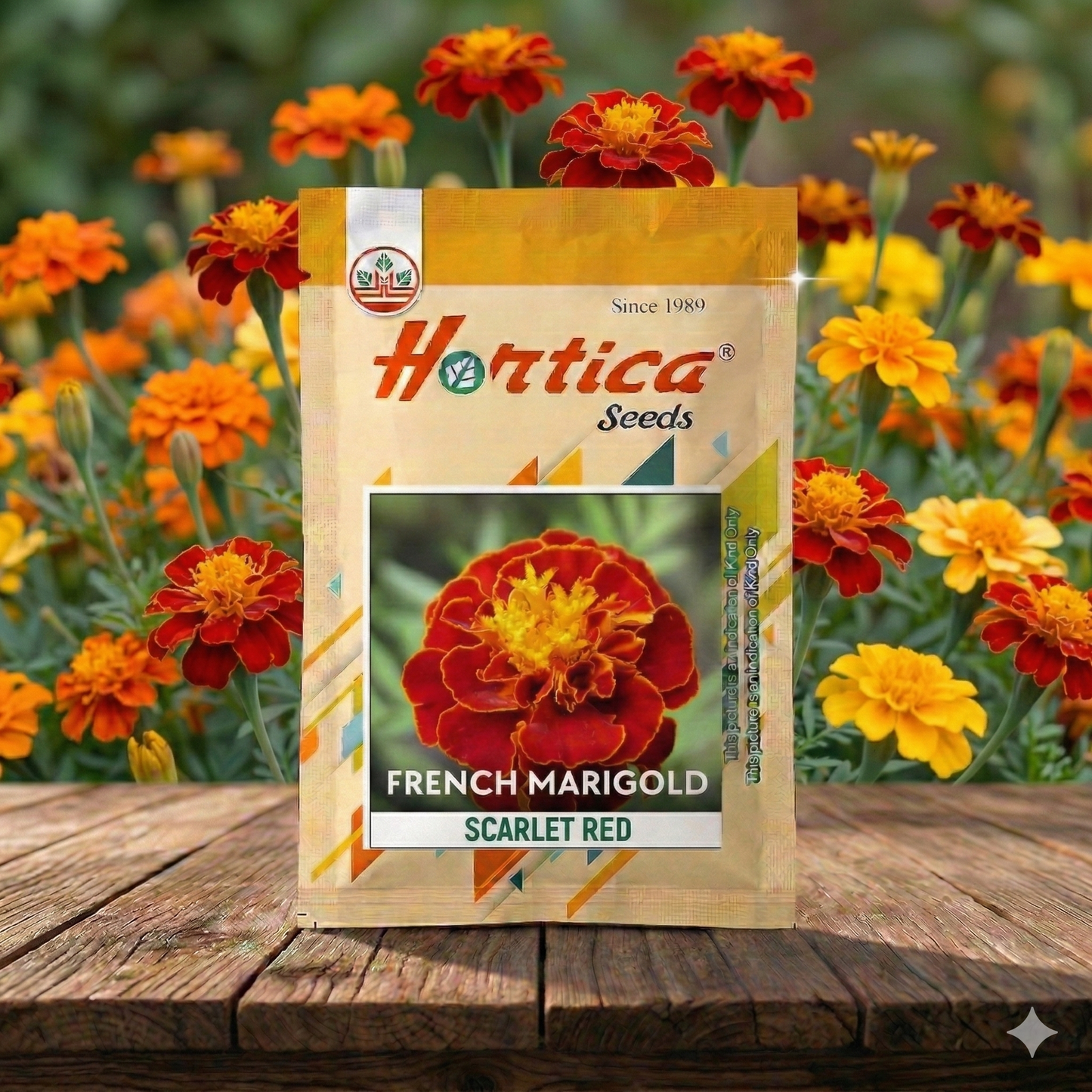 French Marigold Scarlet Red