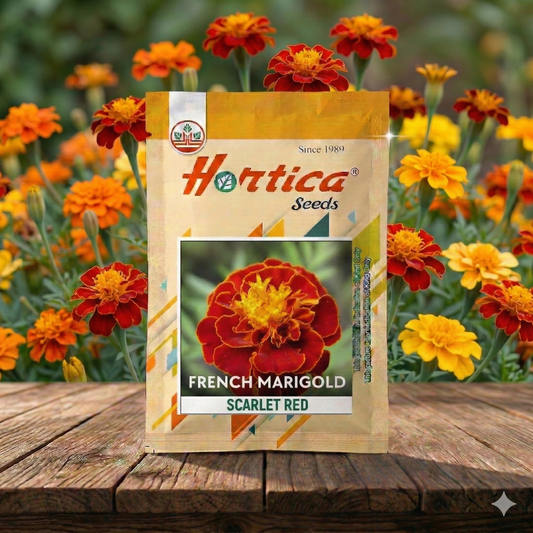 French Marigold Scarlet Red