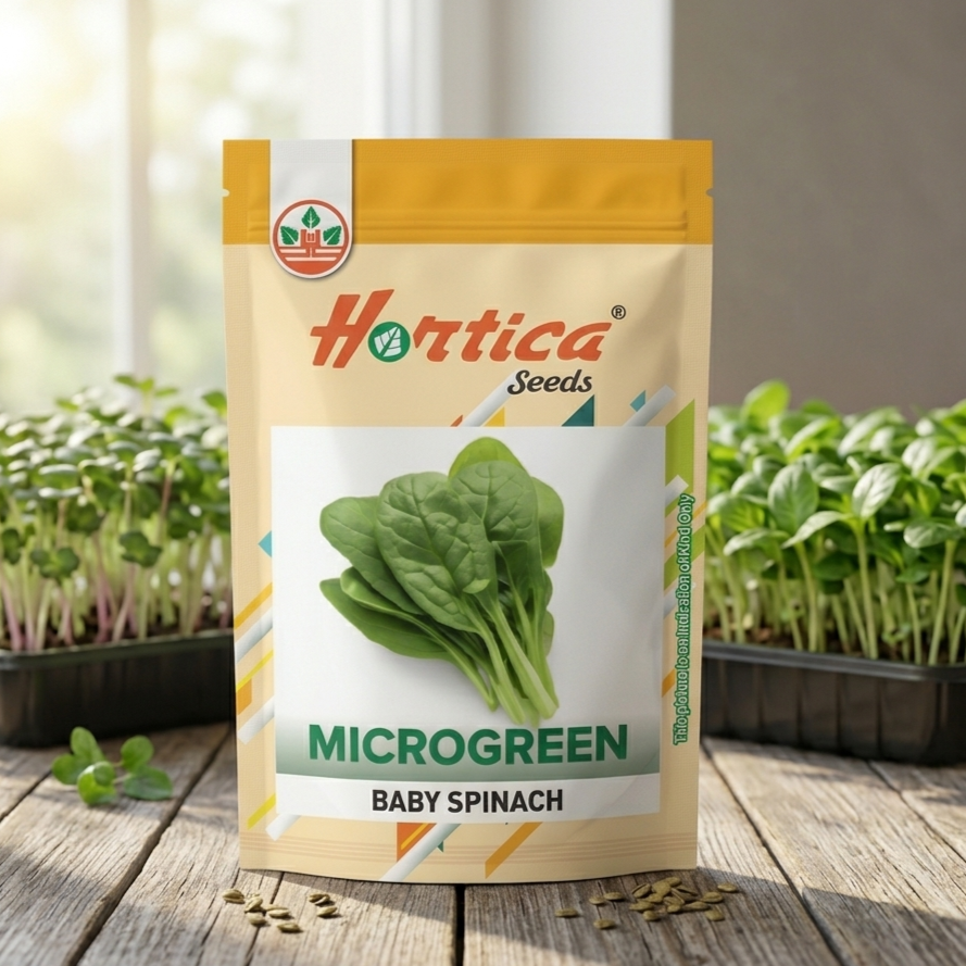 Baby Spinach Microgreen