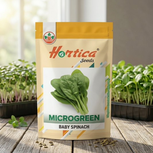 Baby Spinach Microgreen