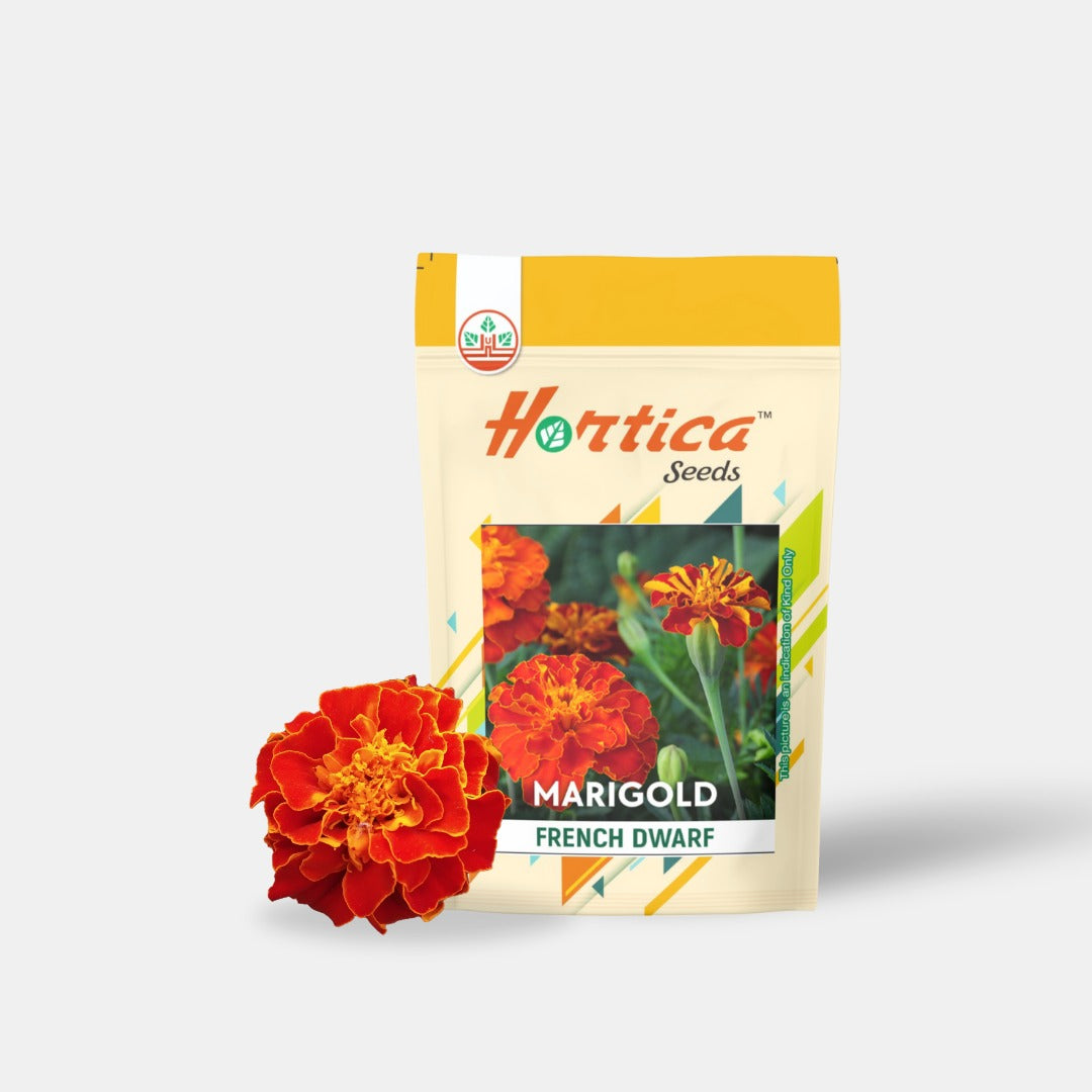 French Marigold