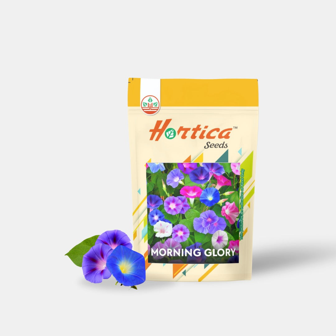 Morning Glory