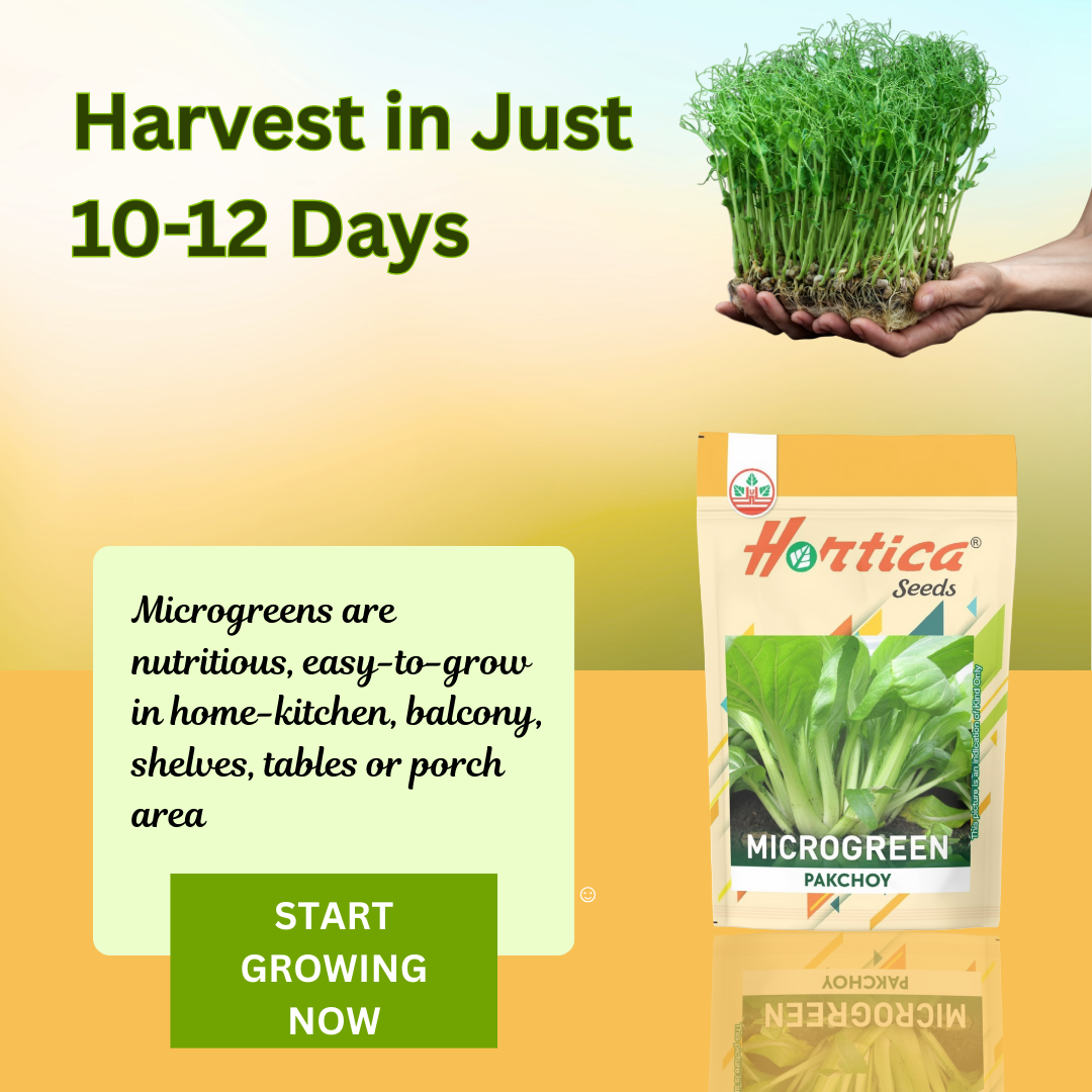 Microgreen Pakchoy