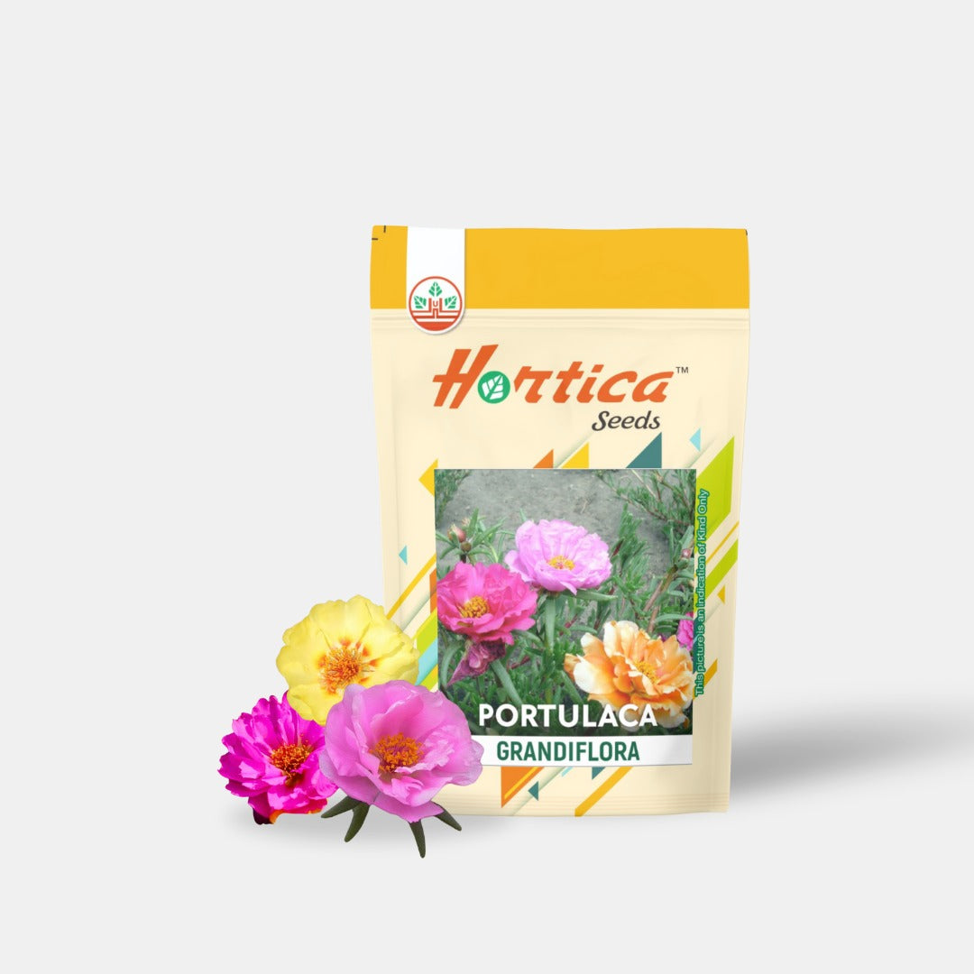 Portulaca Grandiflora