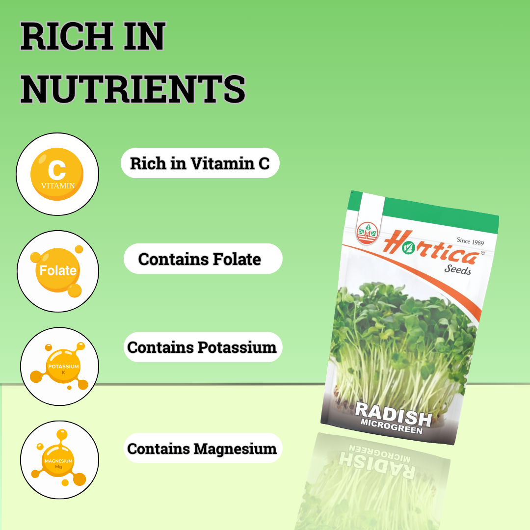 Microgreen Radish