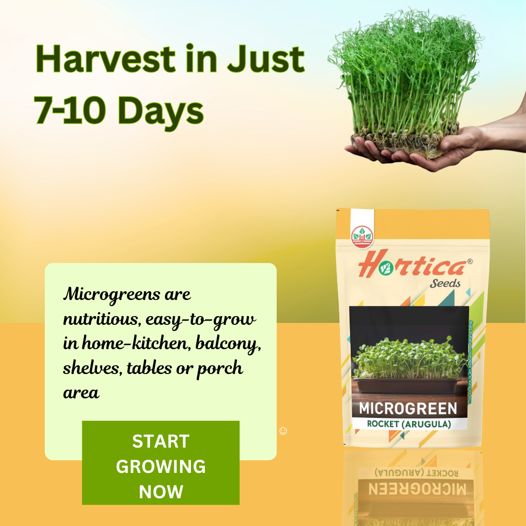 Microgreen Rocket (Arugula)
