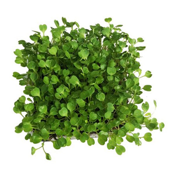 Microgreen Rocket (Arugula)