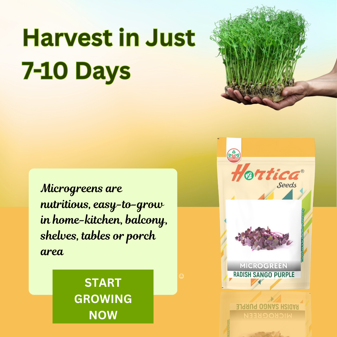 Radish Sango Purple Microgreen
