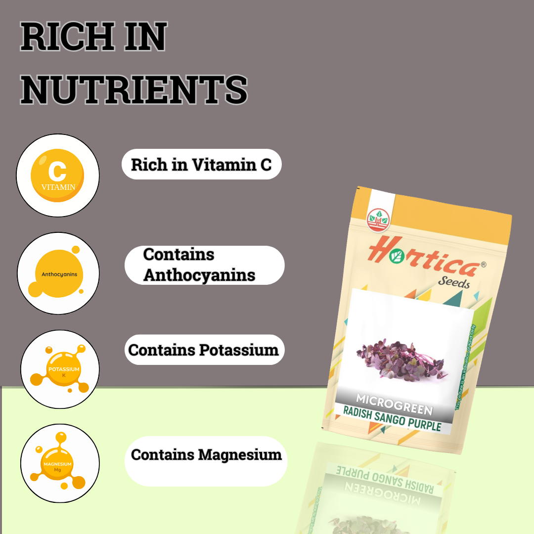 Radish Sango Purple Microgreen