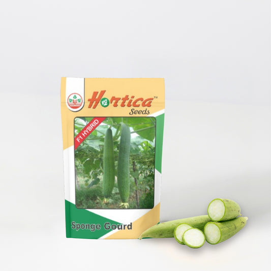 Sponge Gourd