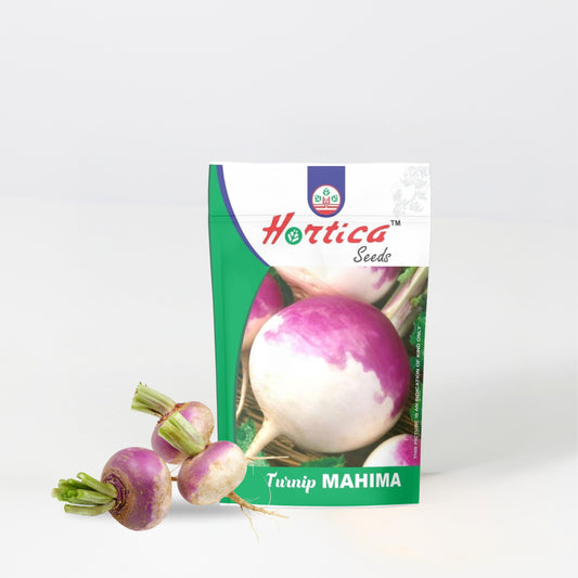 Turnip