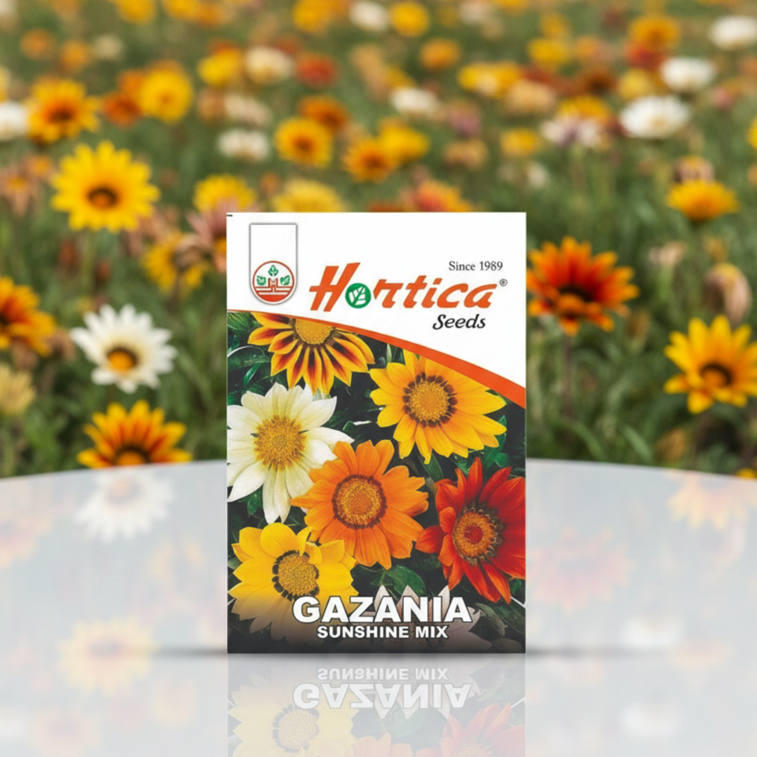 Gazania Sunshine Mixed