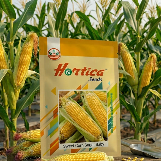 Sweet Corn