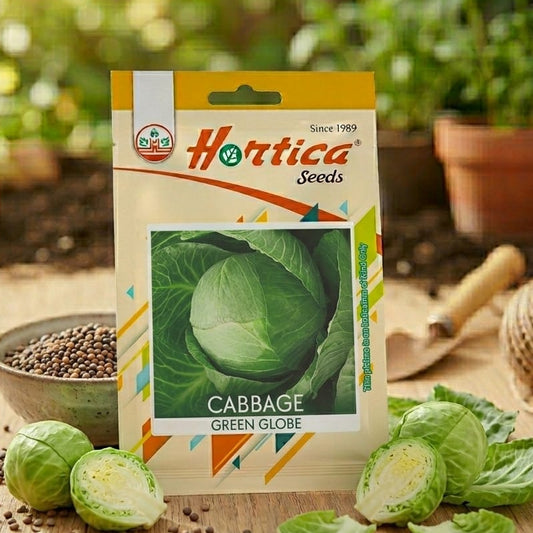 Cabbage