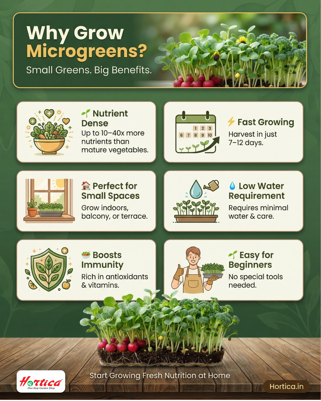Microgreen Seeds Kit | Pack of 10 Varieties - 10,000+ seeds