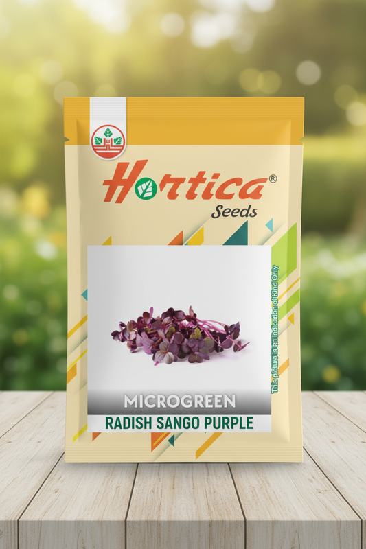 Radish Sango Purple Microgreen